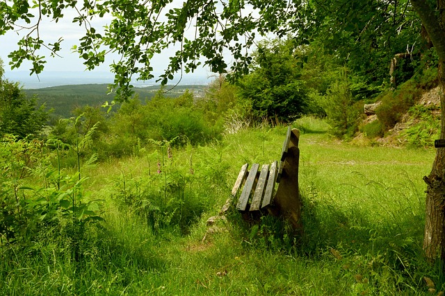 NBA半场：杨瀚森首发1篮板1失误4犯规，开拓者44-66落后灰熊