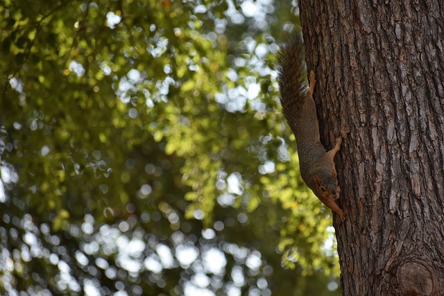 意甲半场：霍伊伦破门，那不勒斯1-0尤文